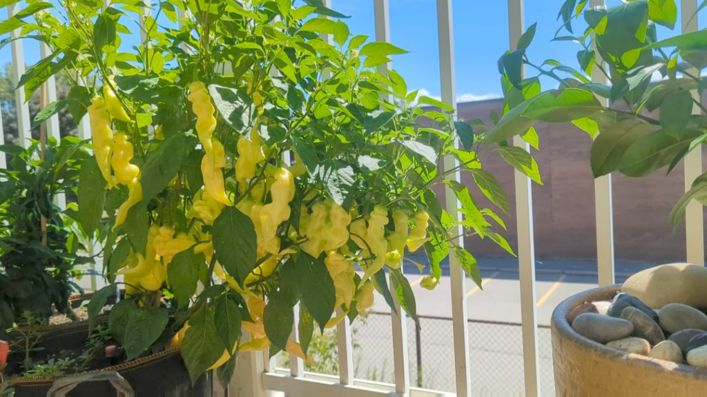 This Sugar Rush Stripey is more pepper then plant at this point