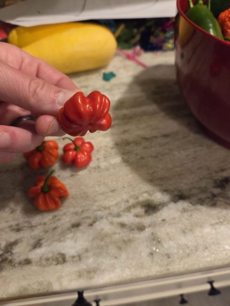Can anyone identify this pepper?