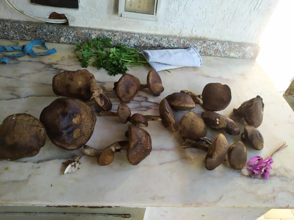 We found some mushrooms in the woods