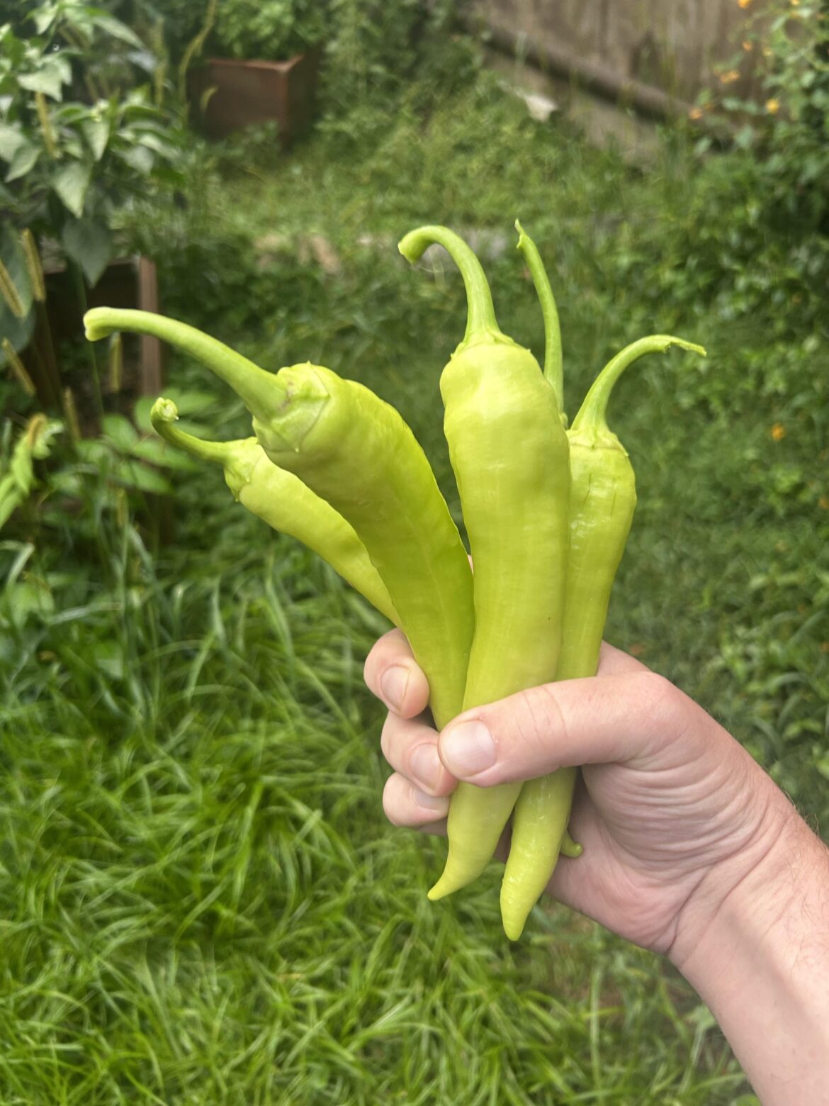 August is for Big ole’ ‘nana peppers