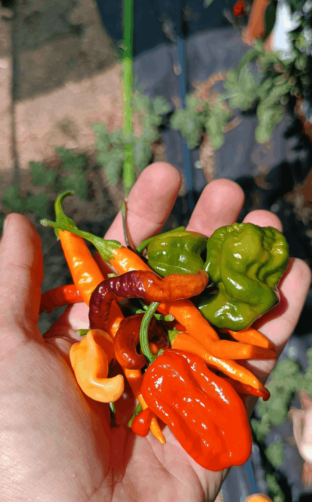 A palm full of colour