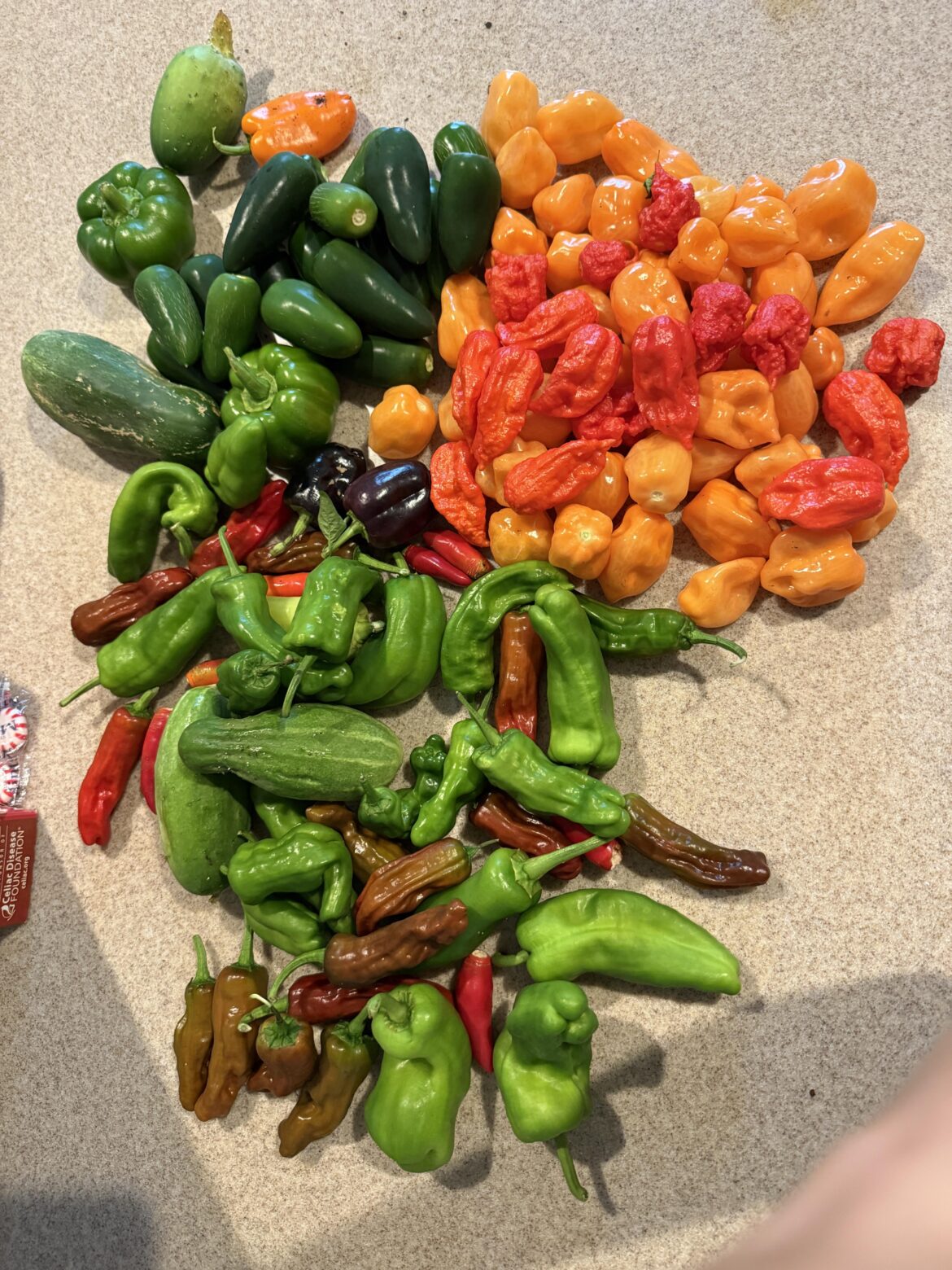 This week’s harvest so far