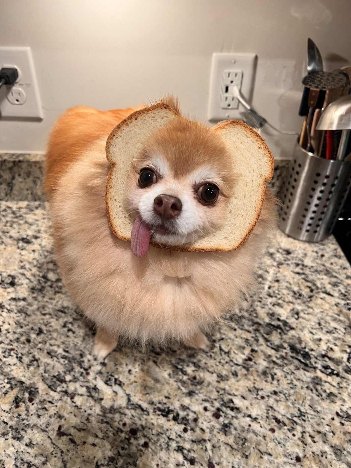 This loaf came out a little ruff 🥲