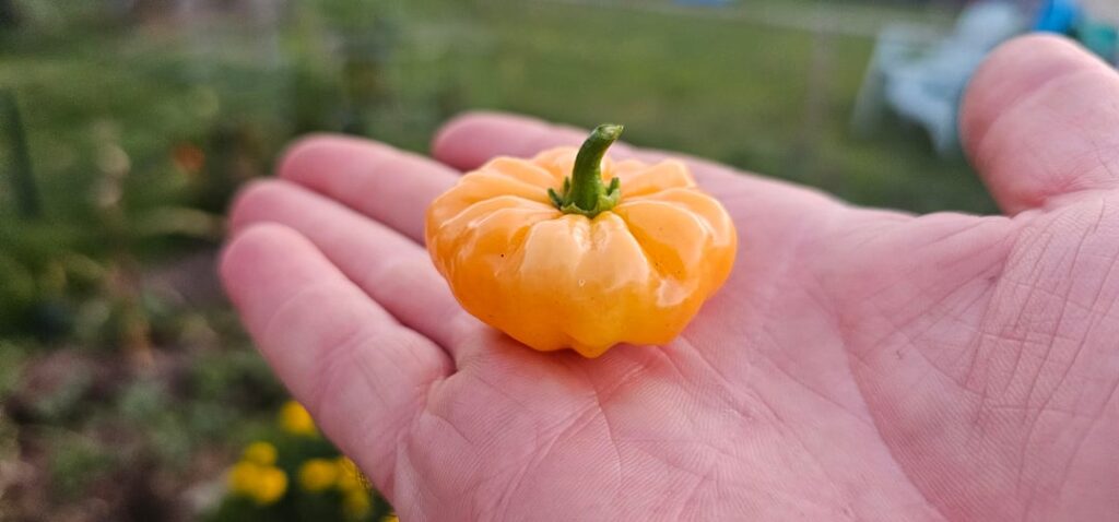Misshapen Habanero peppers Misshapen Habanero peppers