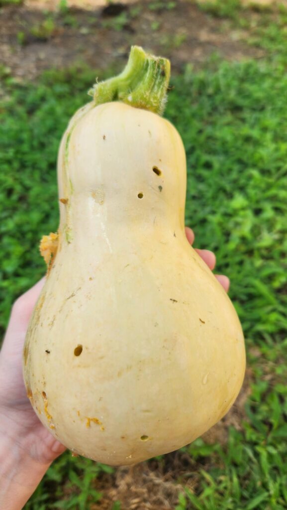 I learned that pickleworms exist the hard way today 🥲