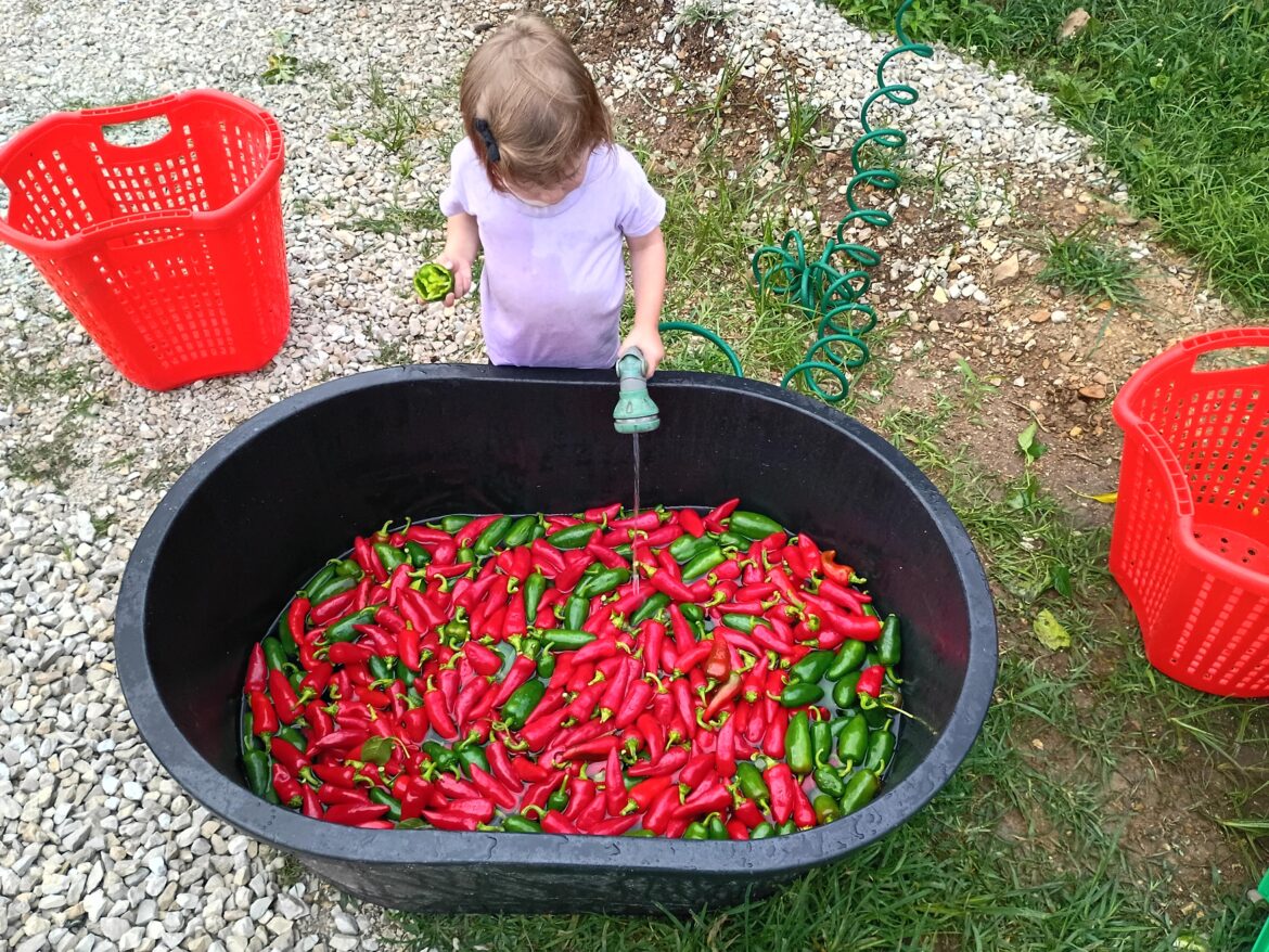 I reckon tomorrow we'll make some hot sauce.