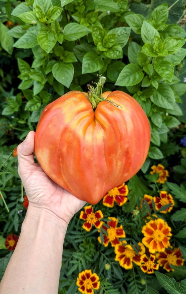 Cuore Antico Di Aqui Therme, biggest tomato I ever grew