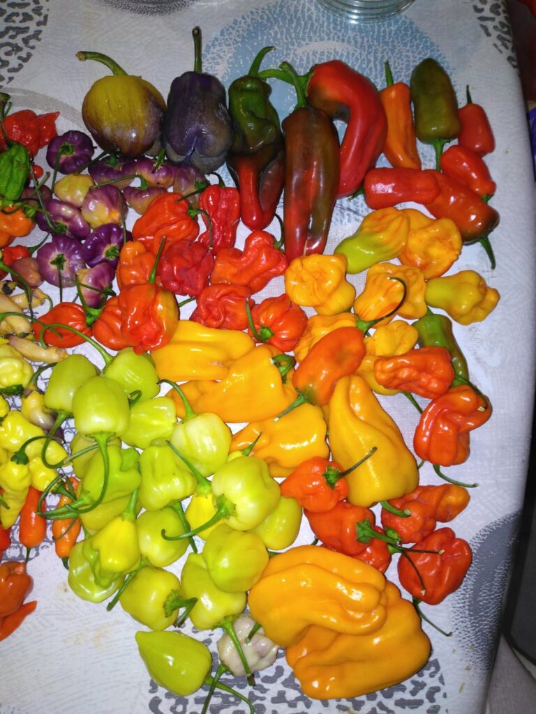 Harvest day from France