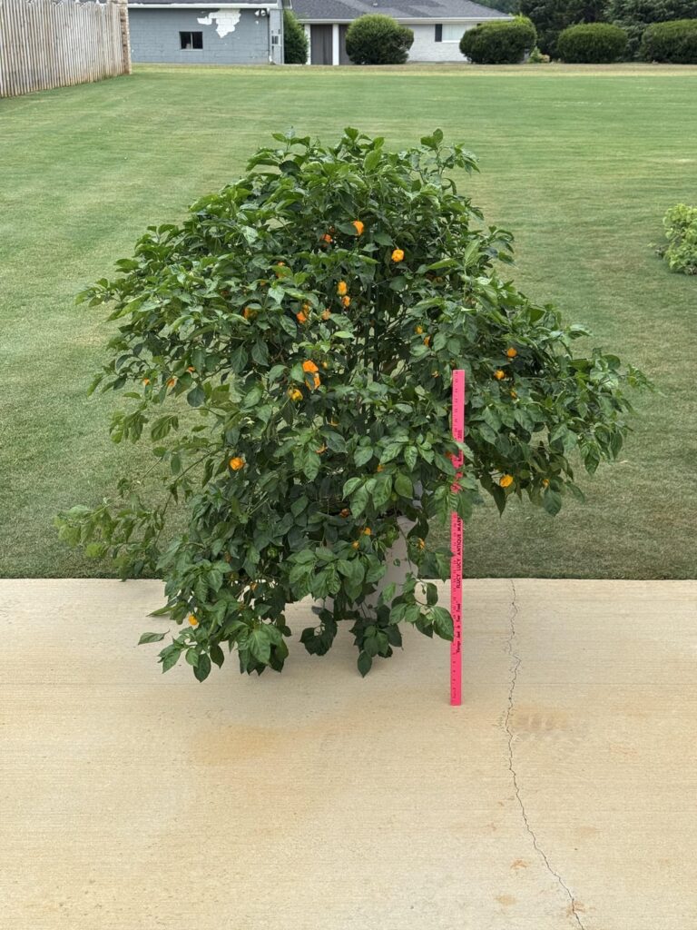 I like my pepper plants a little bit older