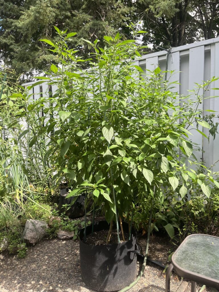 First Cherry pepper plant