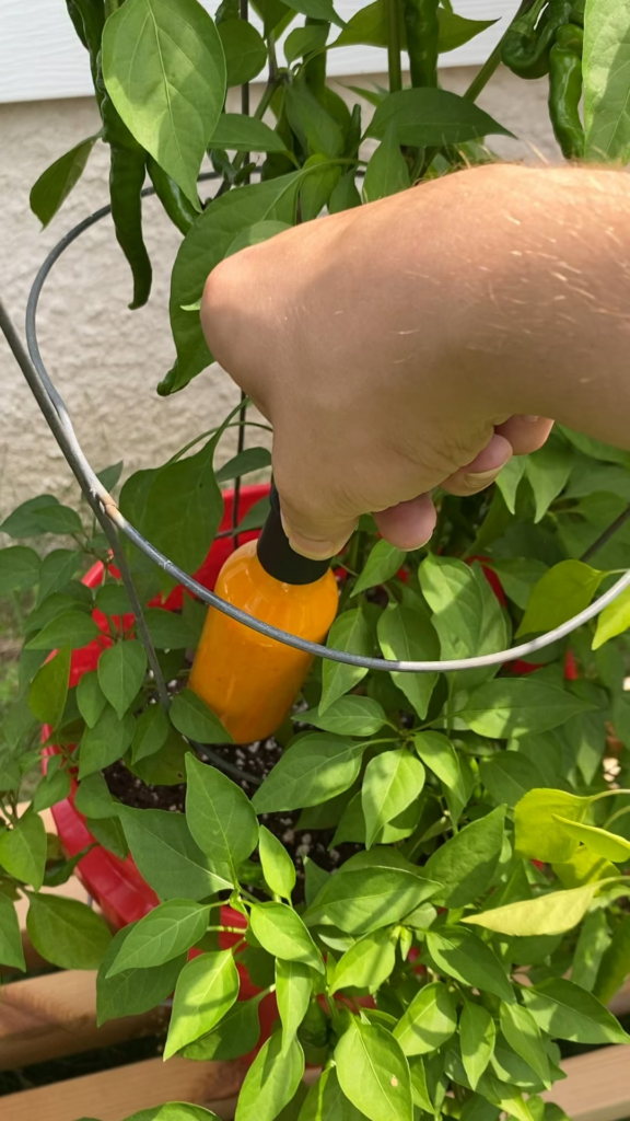 First bottle of sauce ready for harvesting!