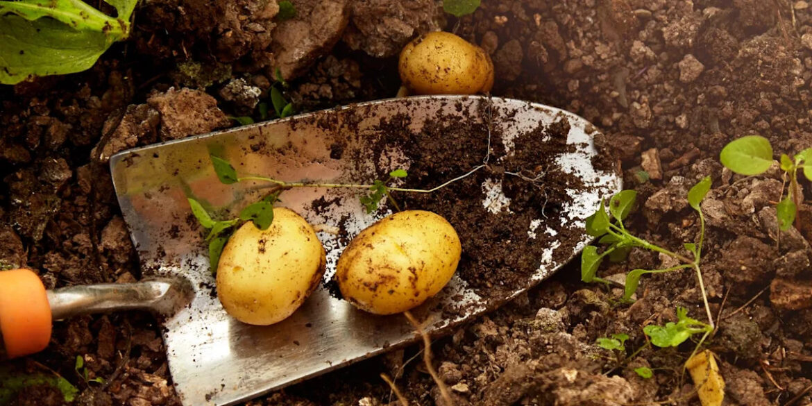 There’s still time to grow potatoes for Christmas dinner – here’s how There’s still time to grow potatoes for Christmas dinner – here’s how