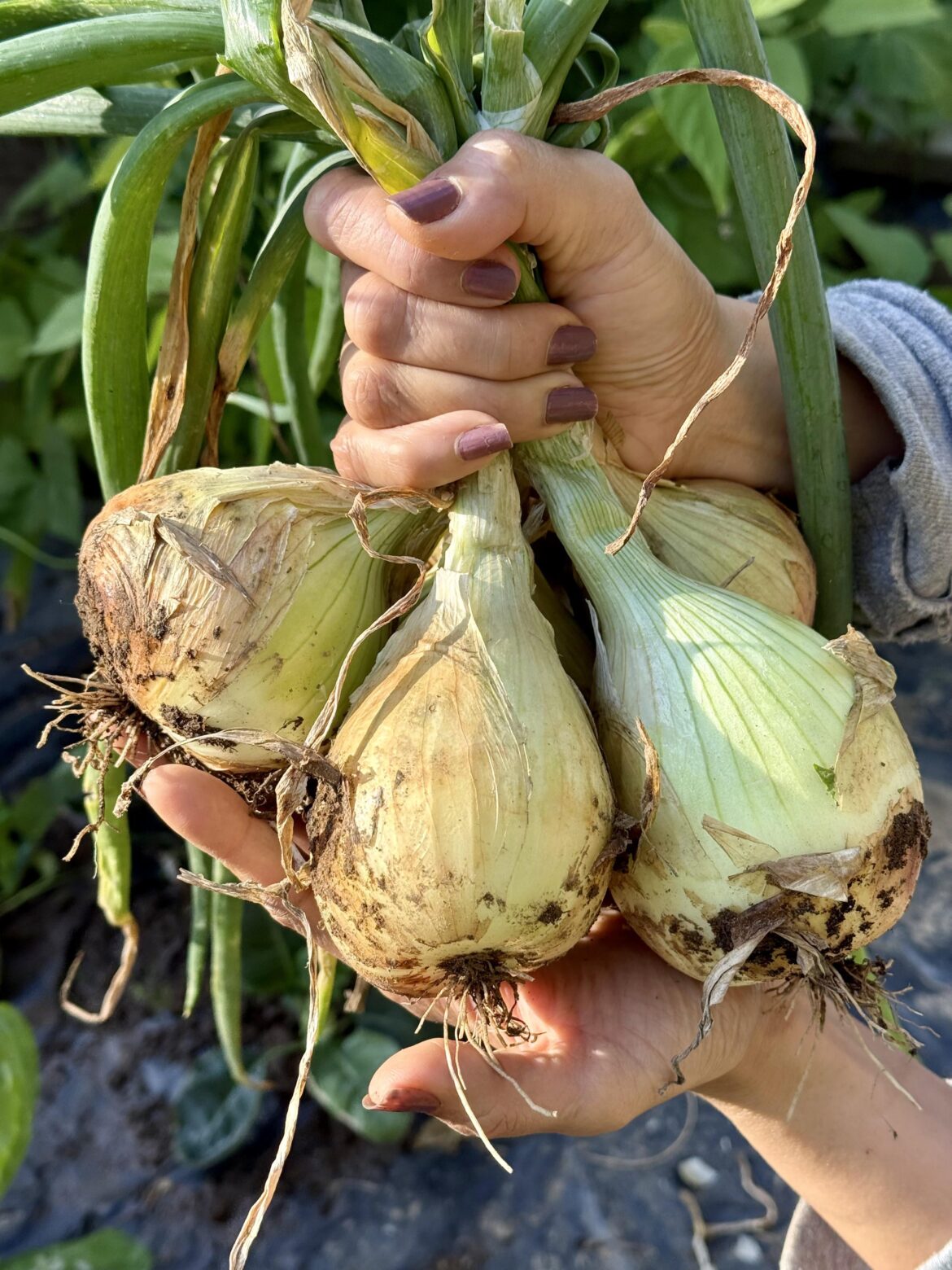 First-time gardener… and I actually grew onions?! 🧅