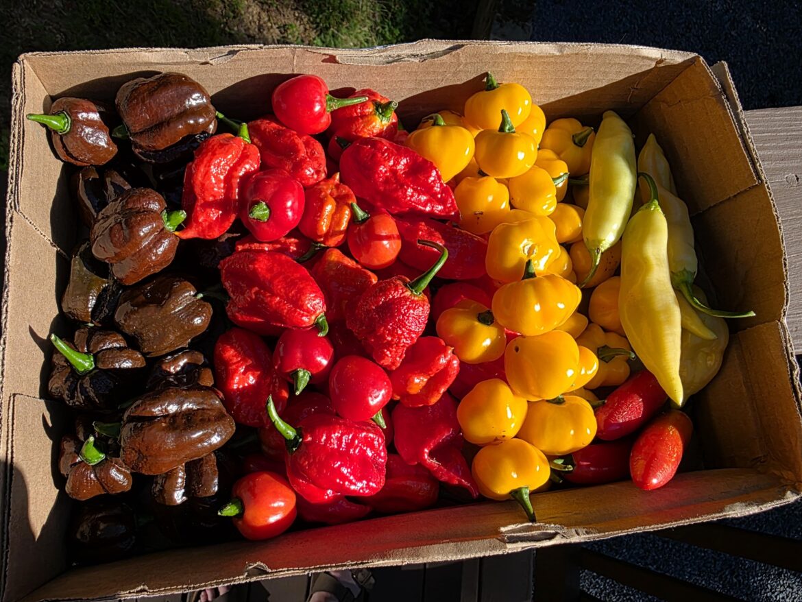First ever harvest. Already have my first ferment going, but nobody to show off my peppers to.