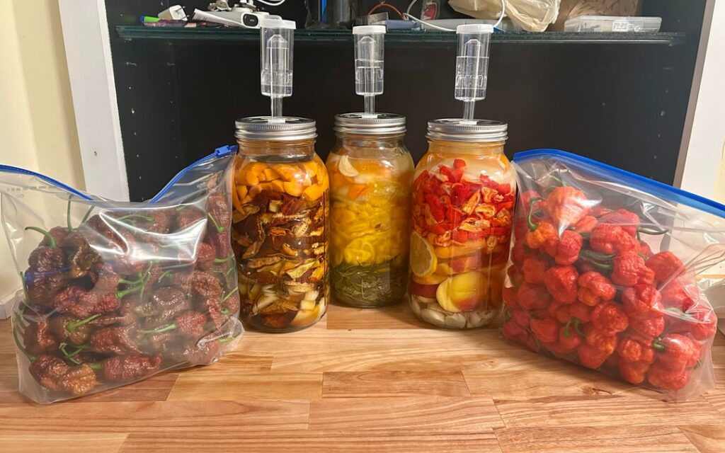 After 8 months of growing, it’s time to ferment.
