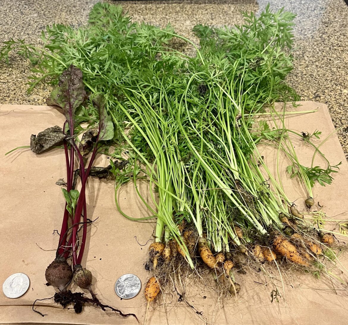 From the department of what I won’t be growing     next year🤦‍♀️