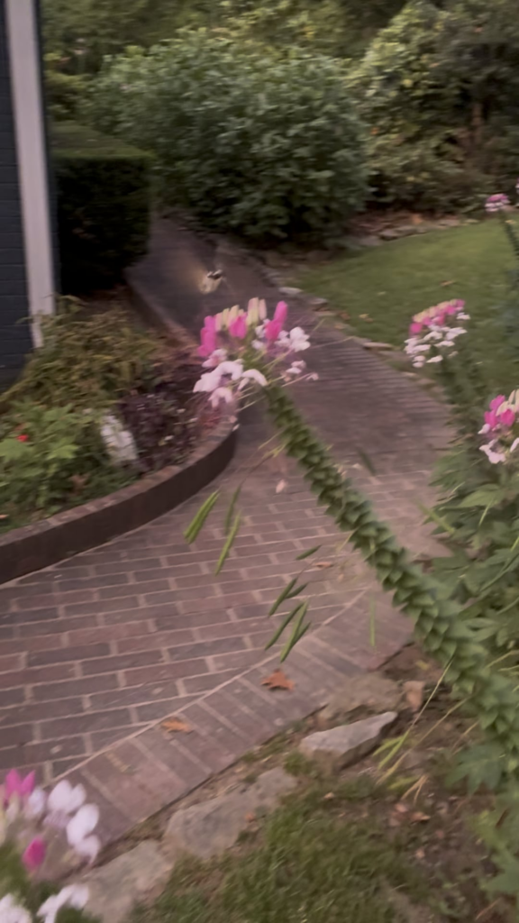 This is a Five-Spotted Hawk Moth, the Adult Form of the Dreaded Tomato Hornworm Caterpillar This is a Five-Spotted Hawk Moth, the Adult Form of the Dreaded Tomato Hornworm Caterpillar