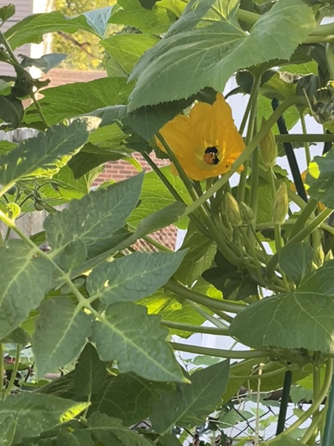 Came out this morning to pollinate my squash flowers, and these little guys beat me to it! 🐝 ☀️ 🤗