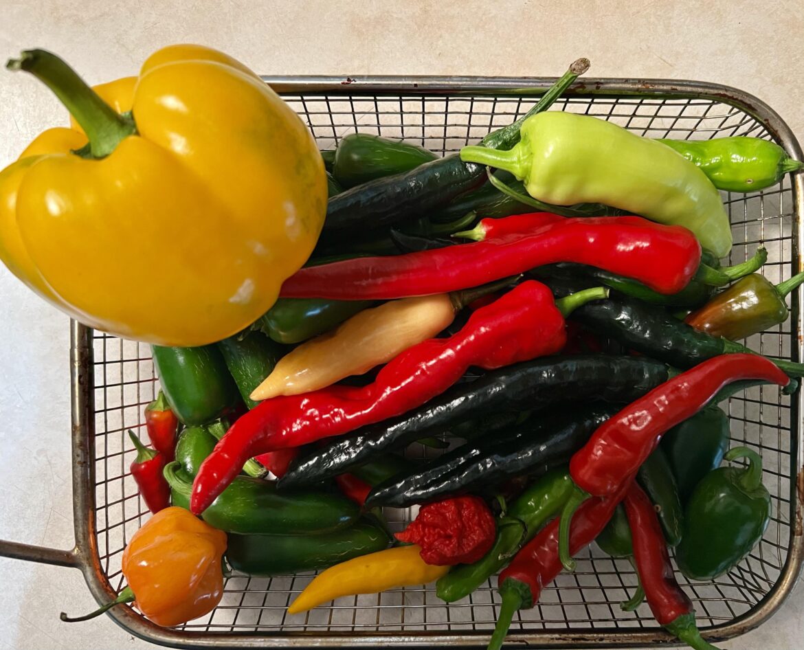 Little evening harvest