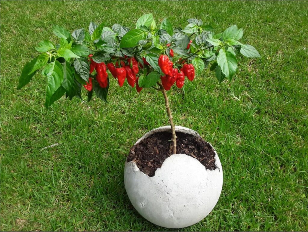 Looks like my ghost peppers are finally ready to pick.