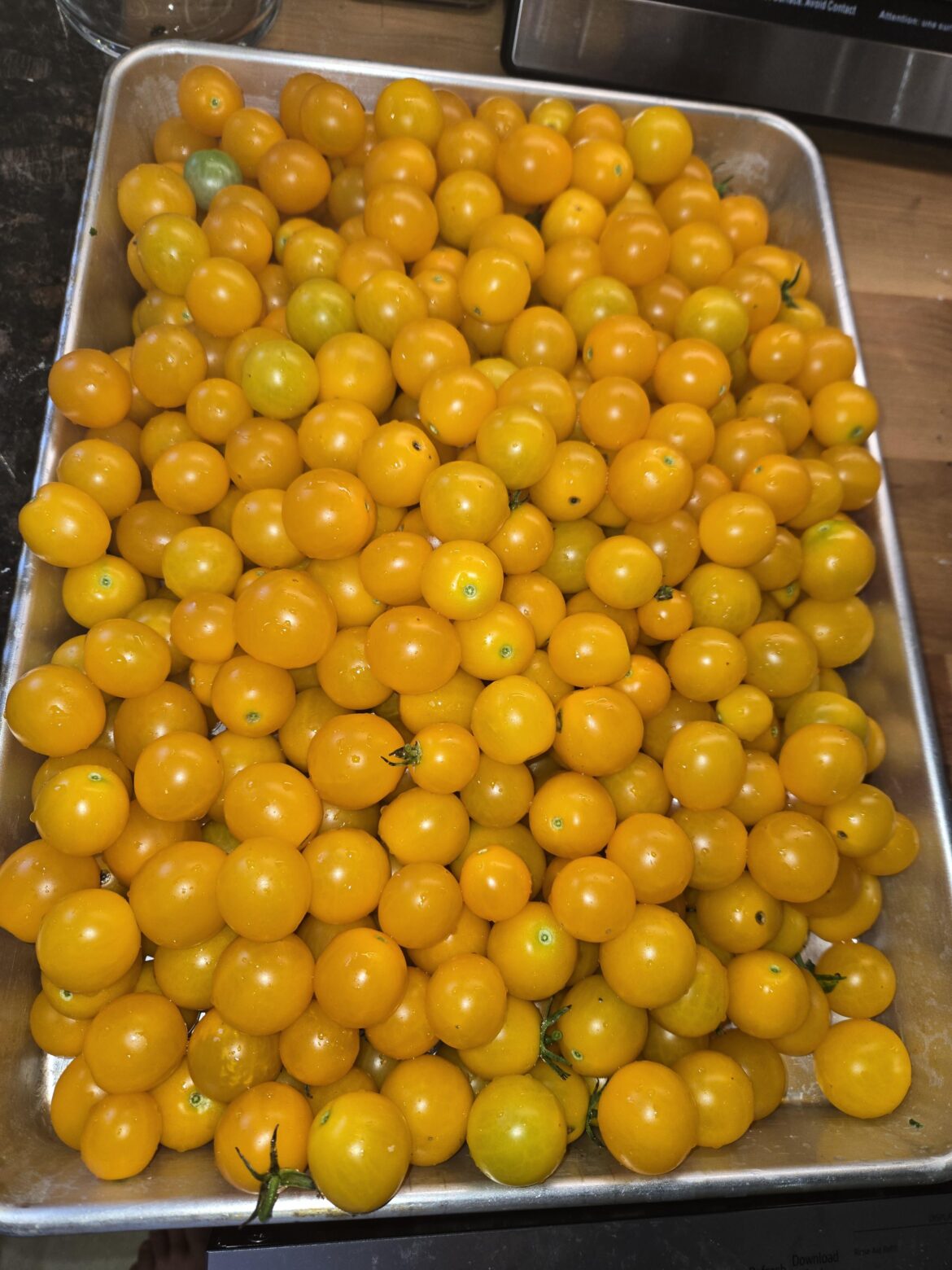 12lbs of sun gold tomatoes