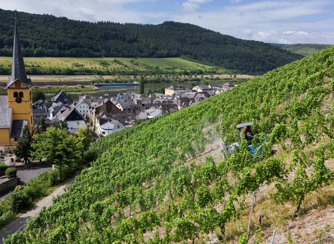 A drone picture shows vineyards in the Moselle river region, in Zeltingen, Germany, on July 29, 2025.