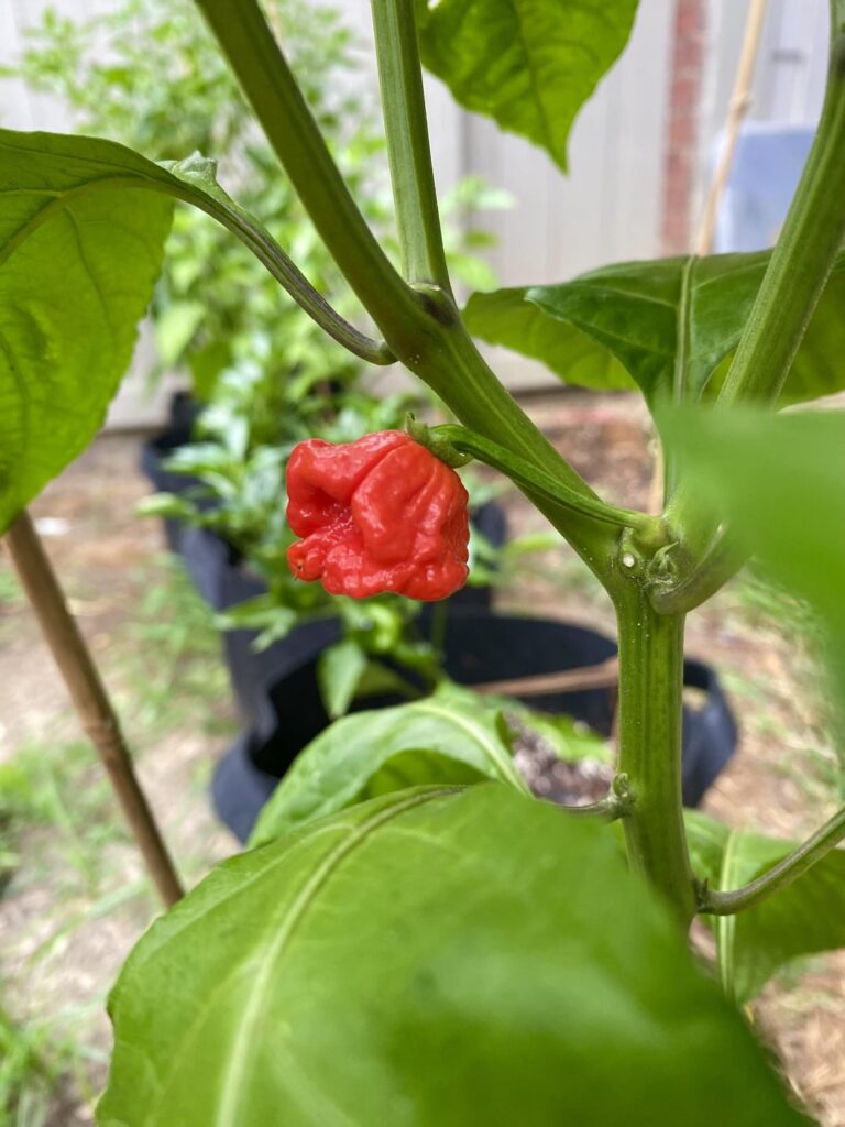 My first ever Super Hot! My first ever Super Hot!