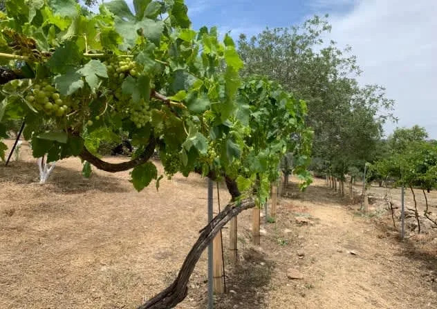 A Ramat HaNadiv vineyard that uses traditional cultivation methods. (photo credit: Dr. Shulamit Miller)