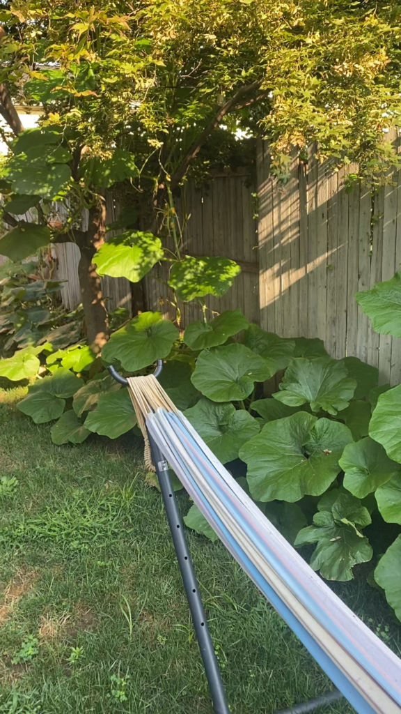 Pumpkin Tree™️ update