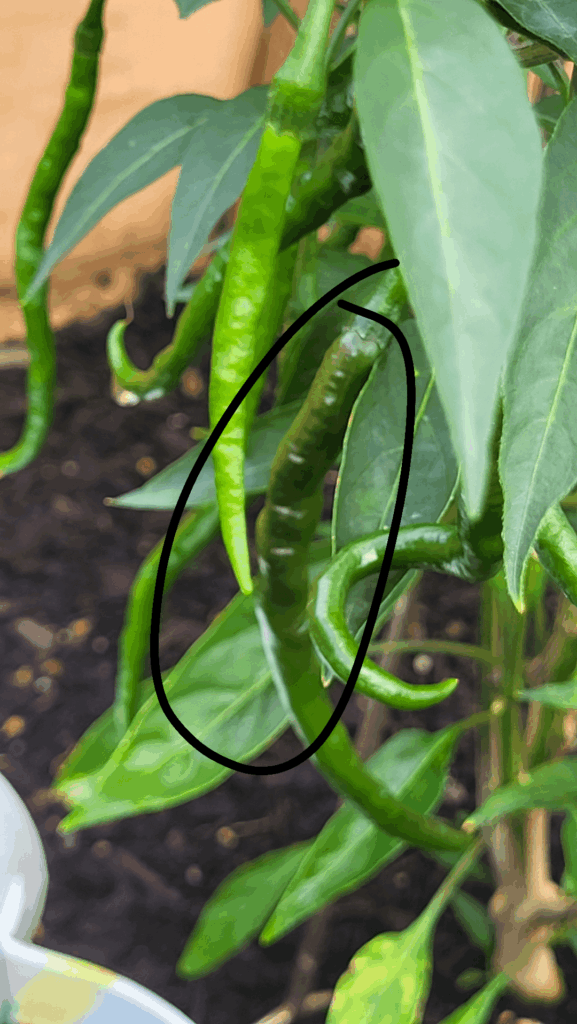 Is my cayenne turning red?