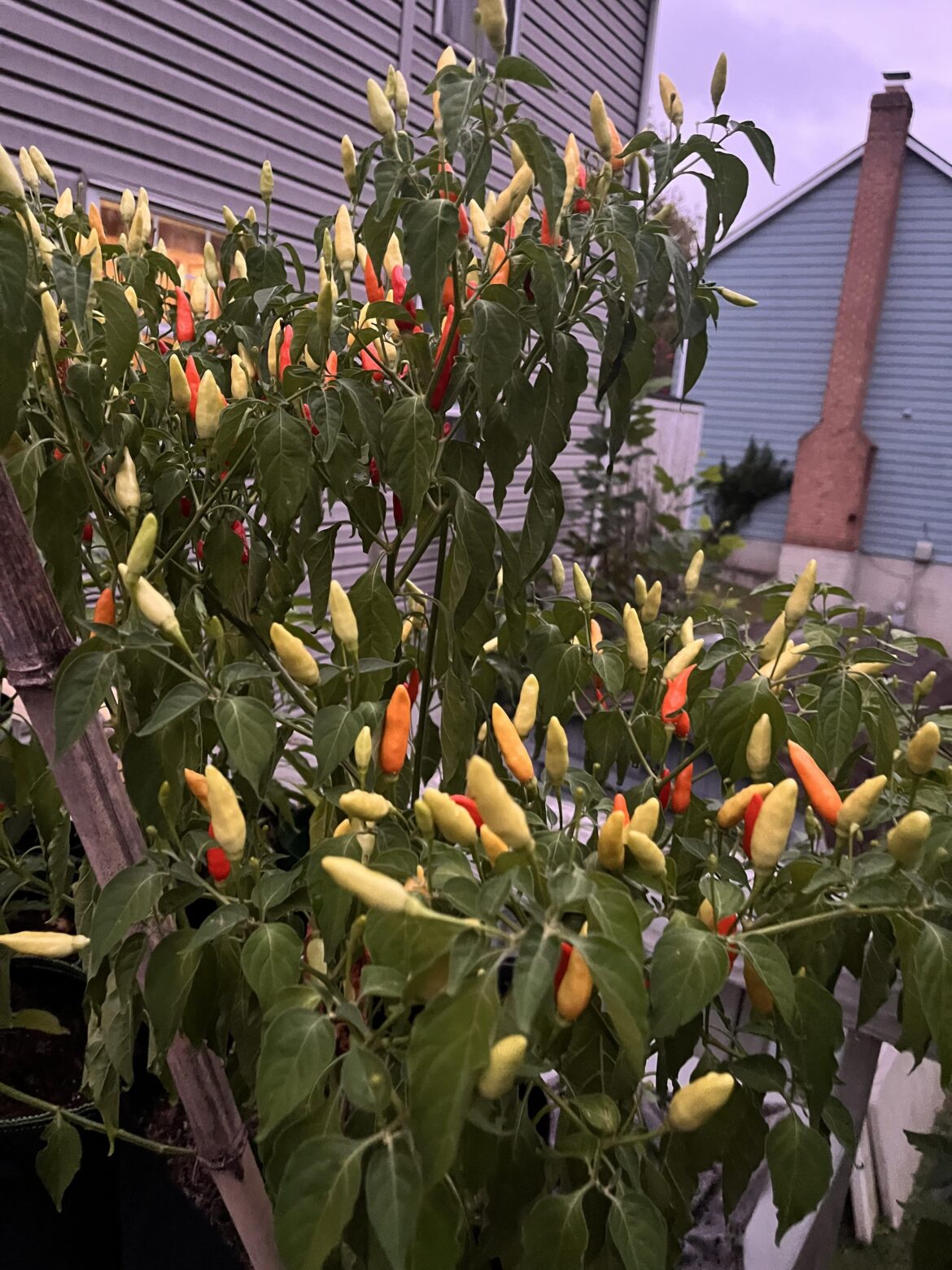 Neighbor said he bought a Cayenne pepper plant and it grew into this, he has no clue what they could be. Any help? THANKS!