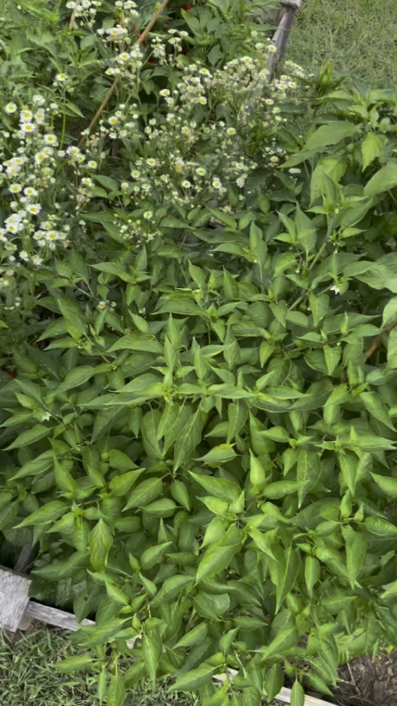 Making Ghost Pepper Hot Sauce!! 👻🌶🔥