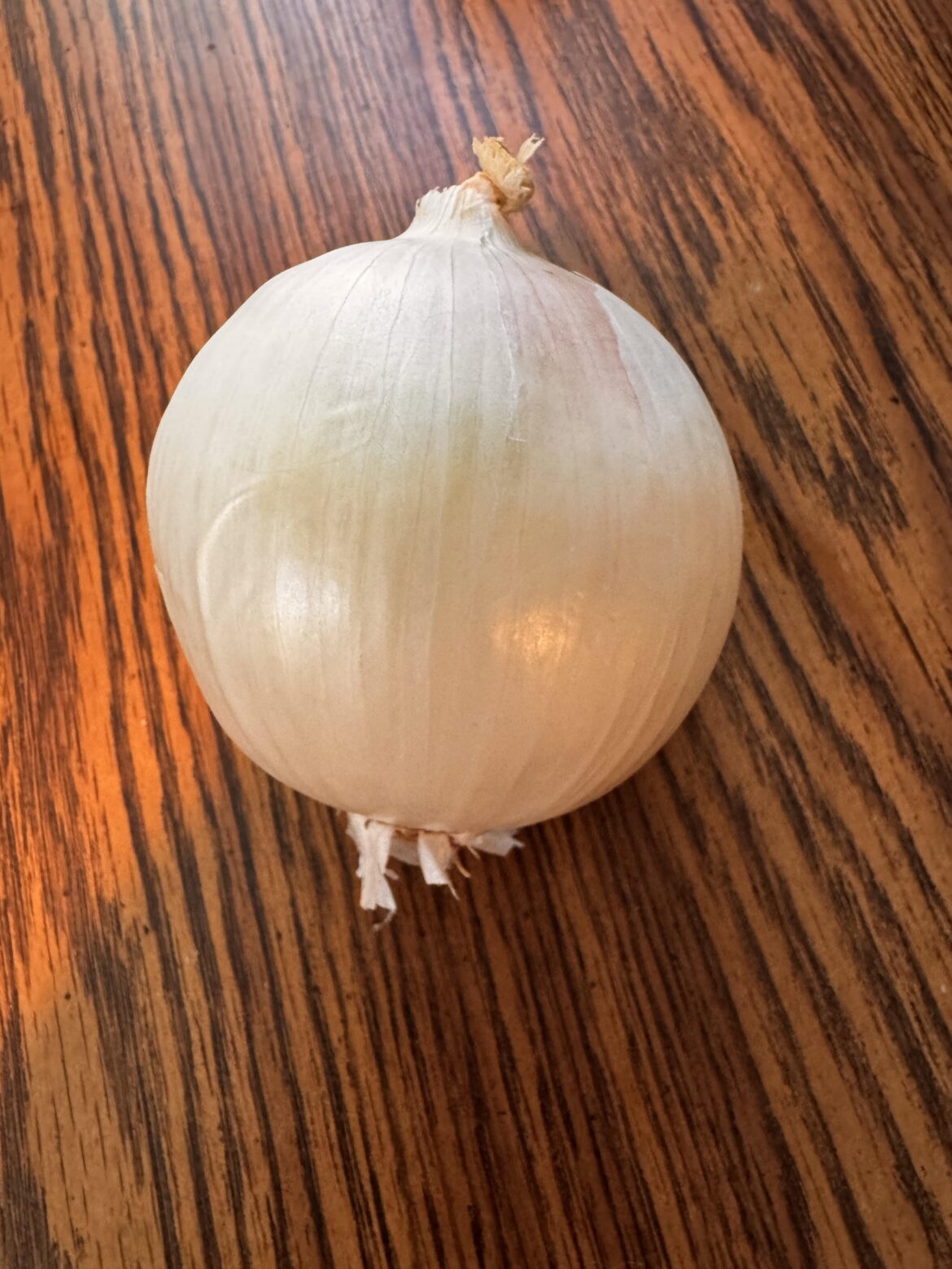 Just a beautiful white onion