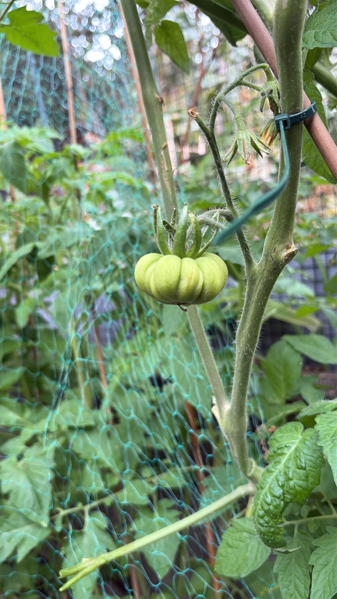 My first ever baby tomato is here