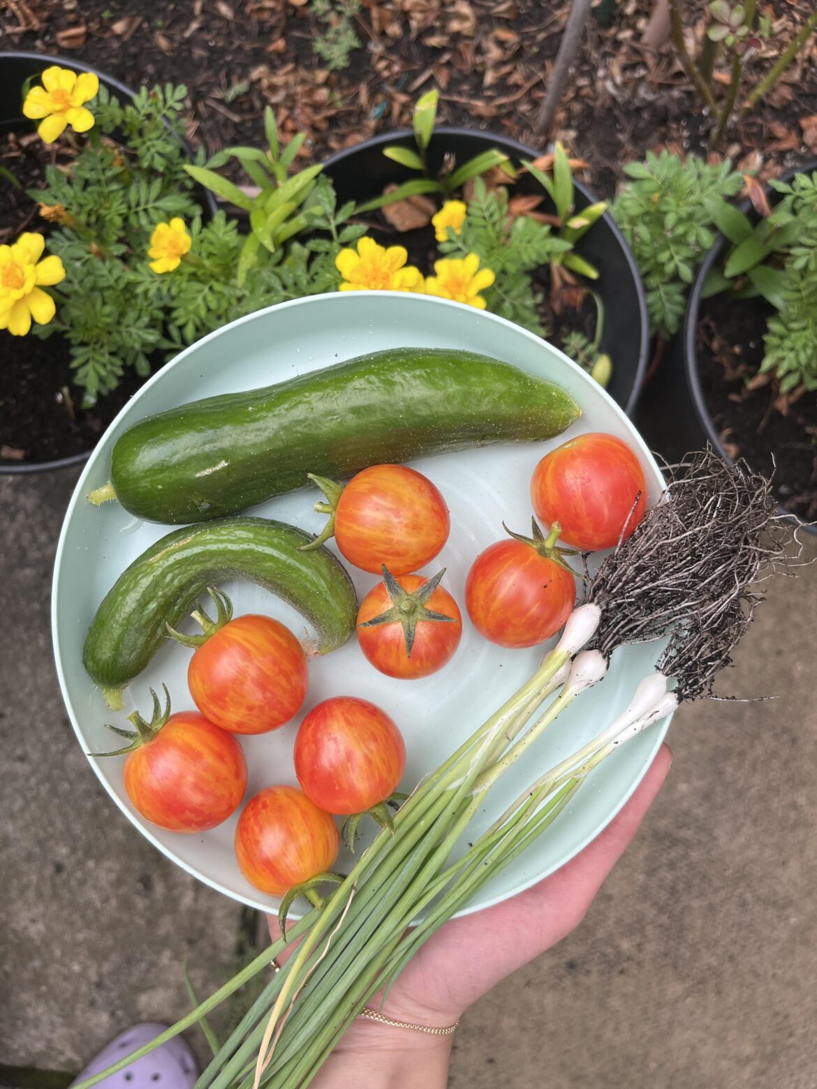 My favourite harvest so far!