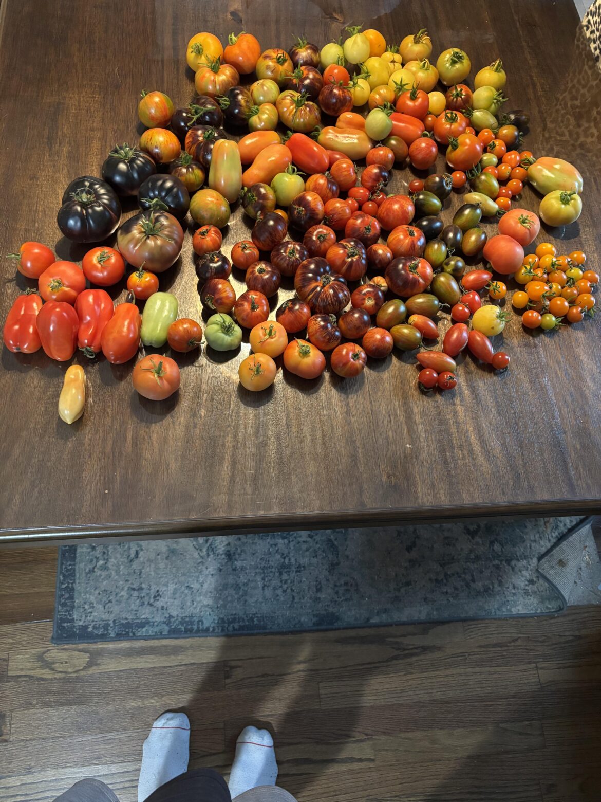 Update on my tomato garden