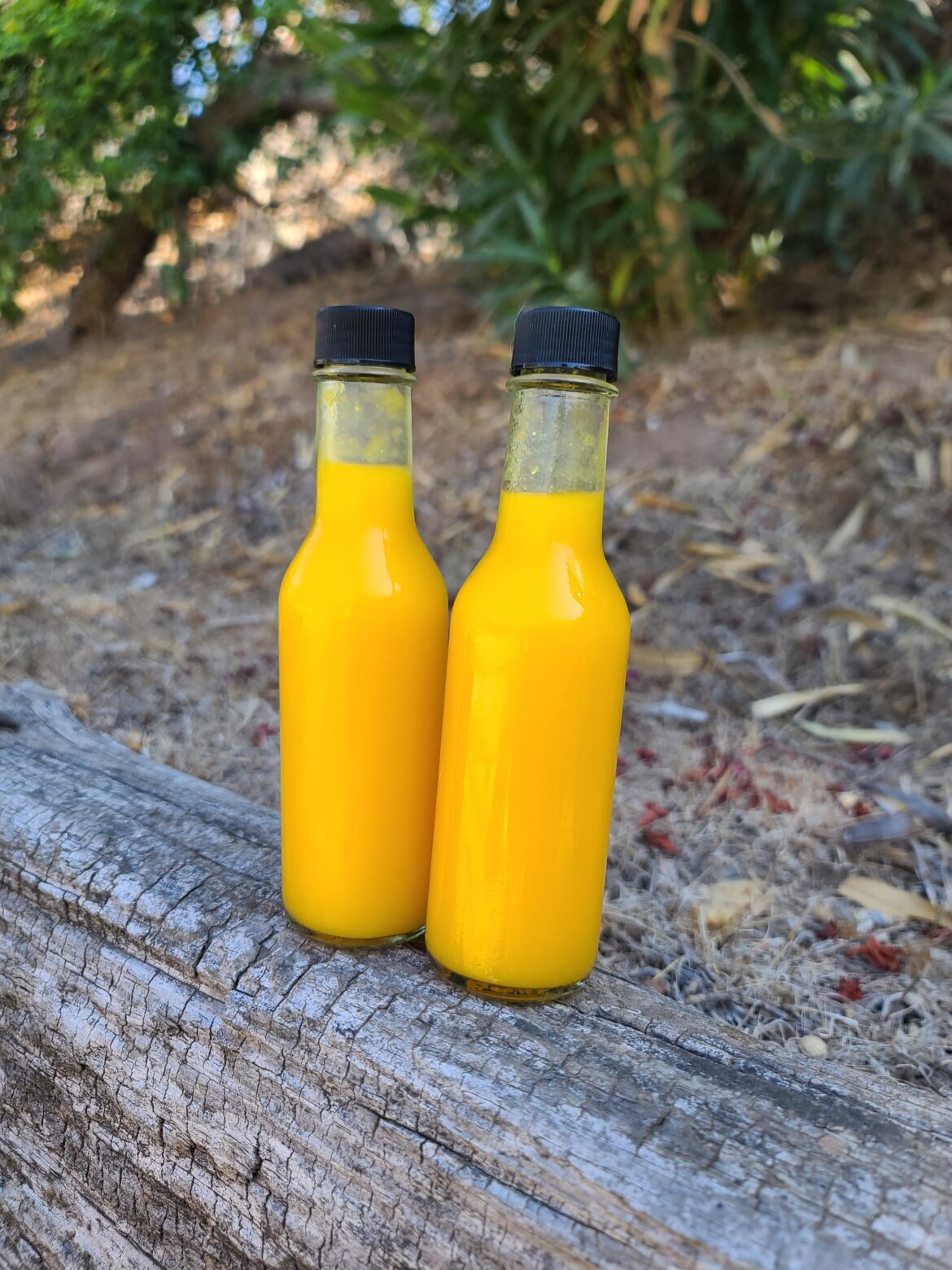 First hot sauce this summer! Mango habanero