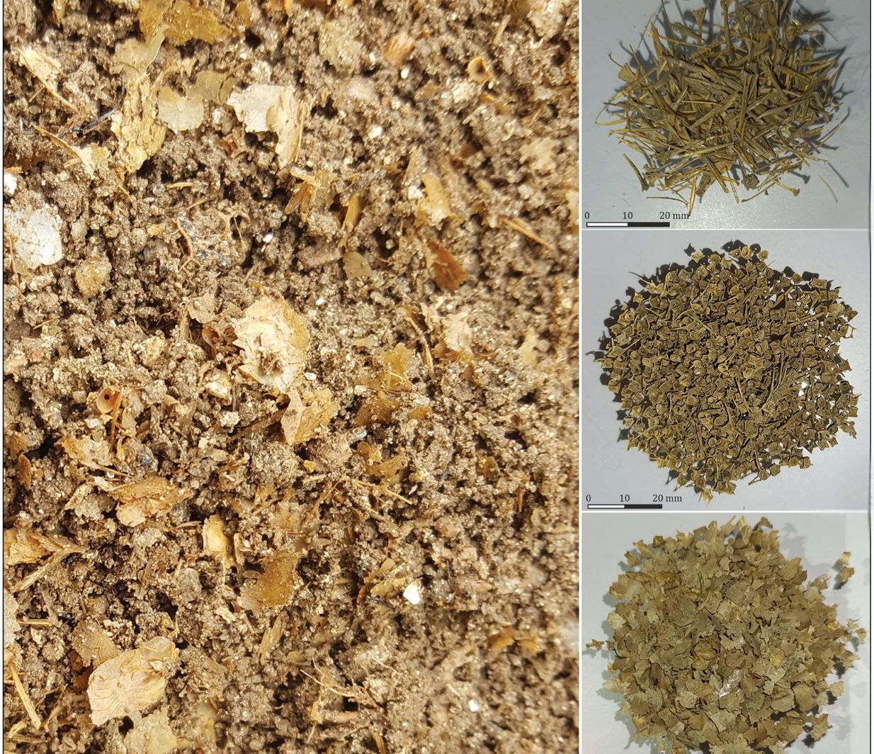 Fish remains recovered from the bottom of Vat 1 at the Adro Vello site, shown before processing and after sorting into spines, vertebrae, and scales