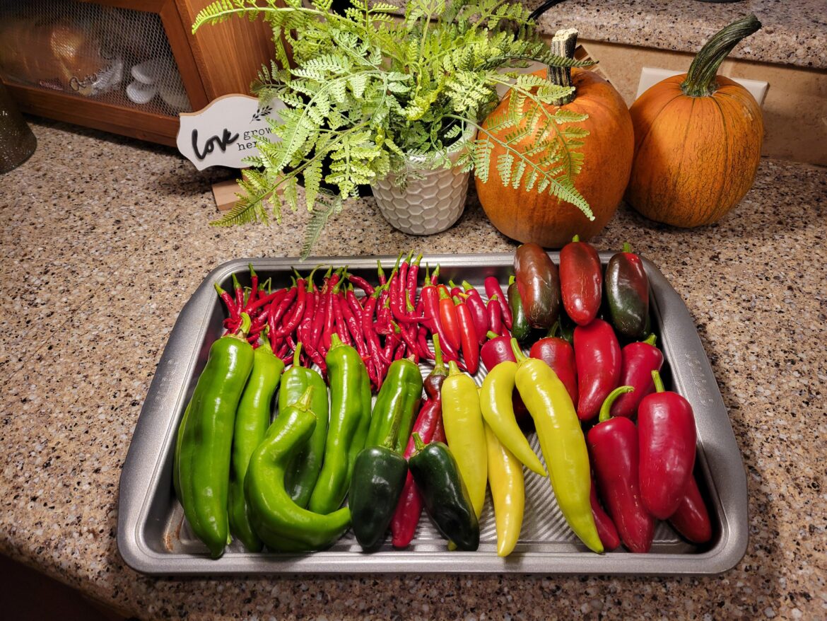 Peppers still going strong!