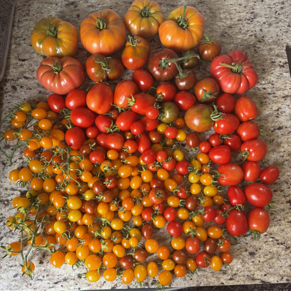 I may have overplanted I may have overplanted