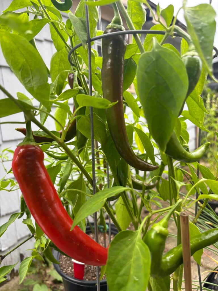 What is this pepper? Crushed red