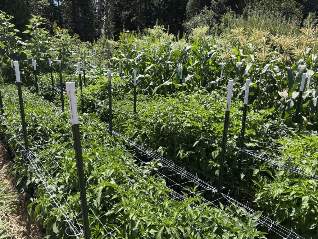 Advice Needed on Reporter Wanting to Write About my Pepper Garden Advice Needed on Reporter Wanting to Write About my Pepper Garden