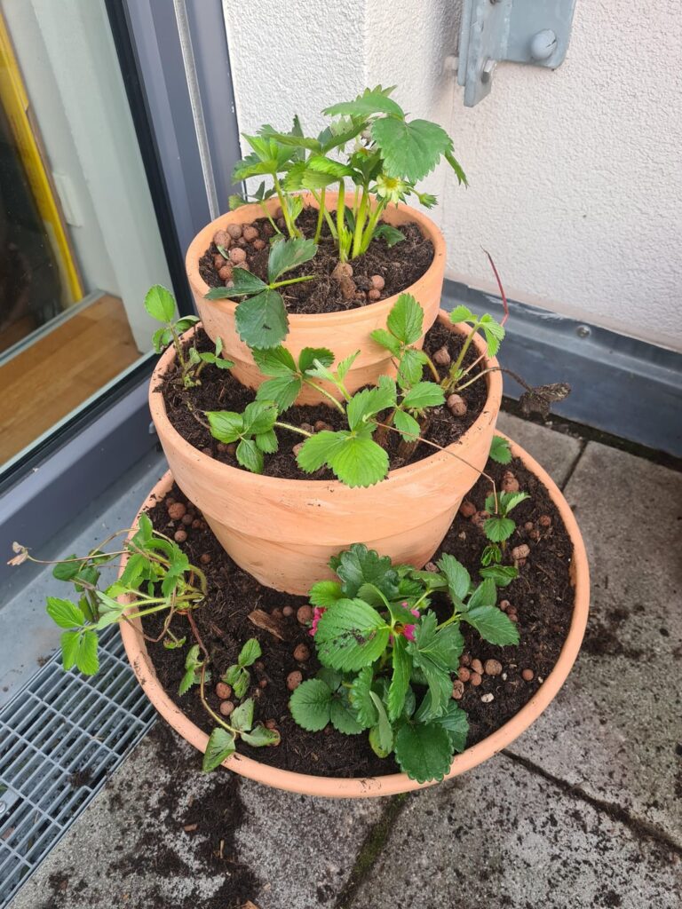 My strawberry tower when I first put it together VS a few months later🍓