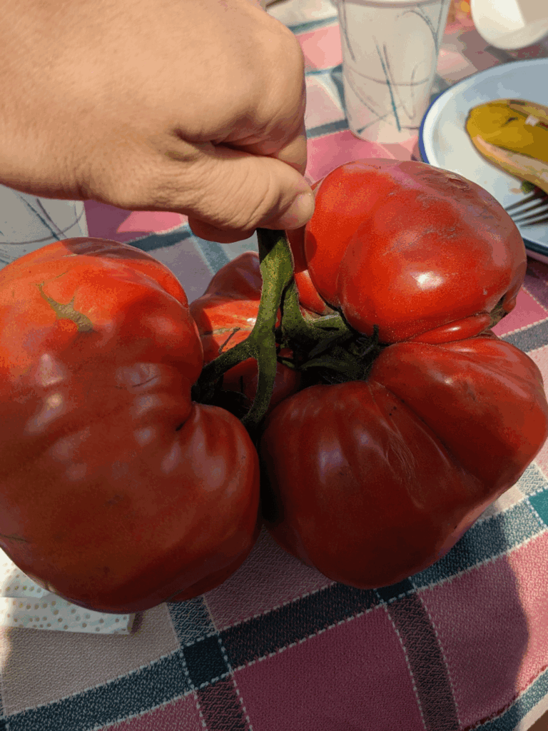 My Grandpa Proved He's Still the Tomato Master at Our Picnic