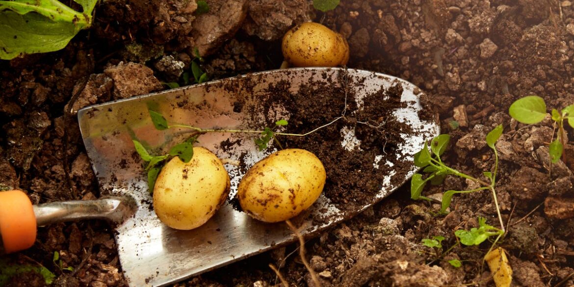 There’s Still Time To Grow Potatoes For Christmas Dinner – Here’s How There’s Still Time To Grow Potatoes For Christmas Dinner – Here’s How