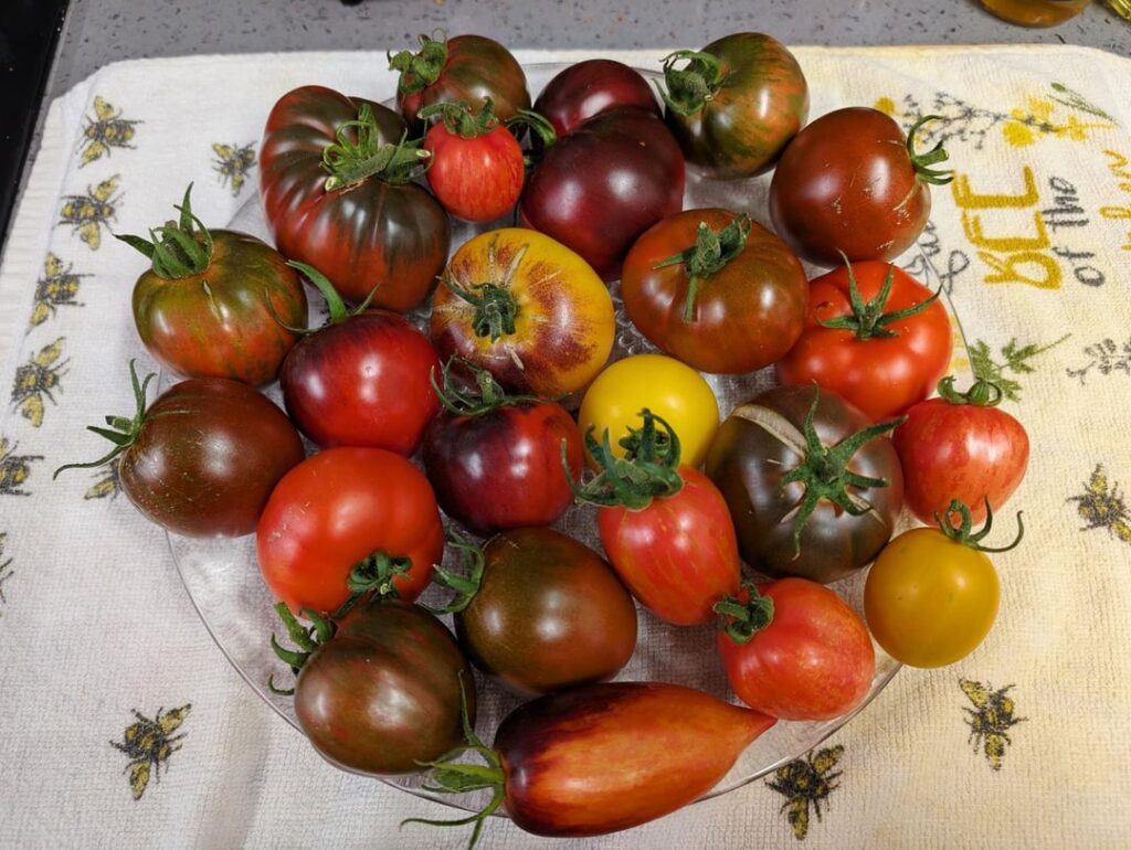 How Many Tomatoes Is Too Many? Asking for Myself. How Many Tomatoes Is Too Many? Asking for Myself.