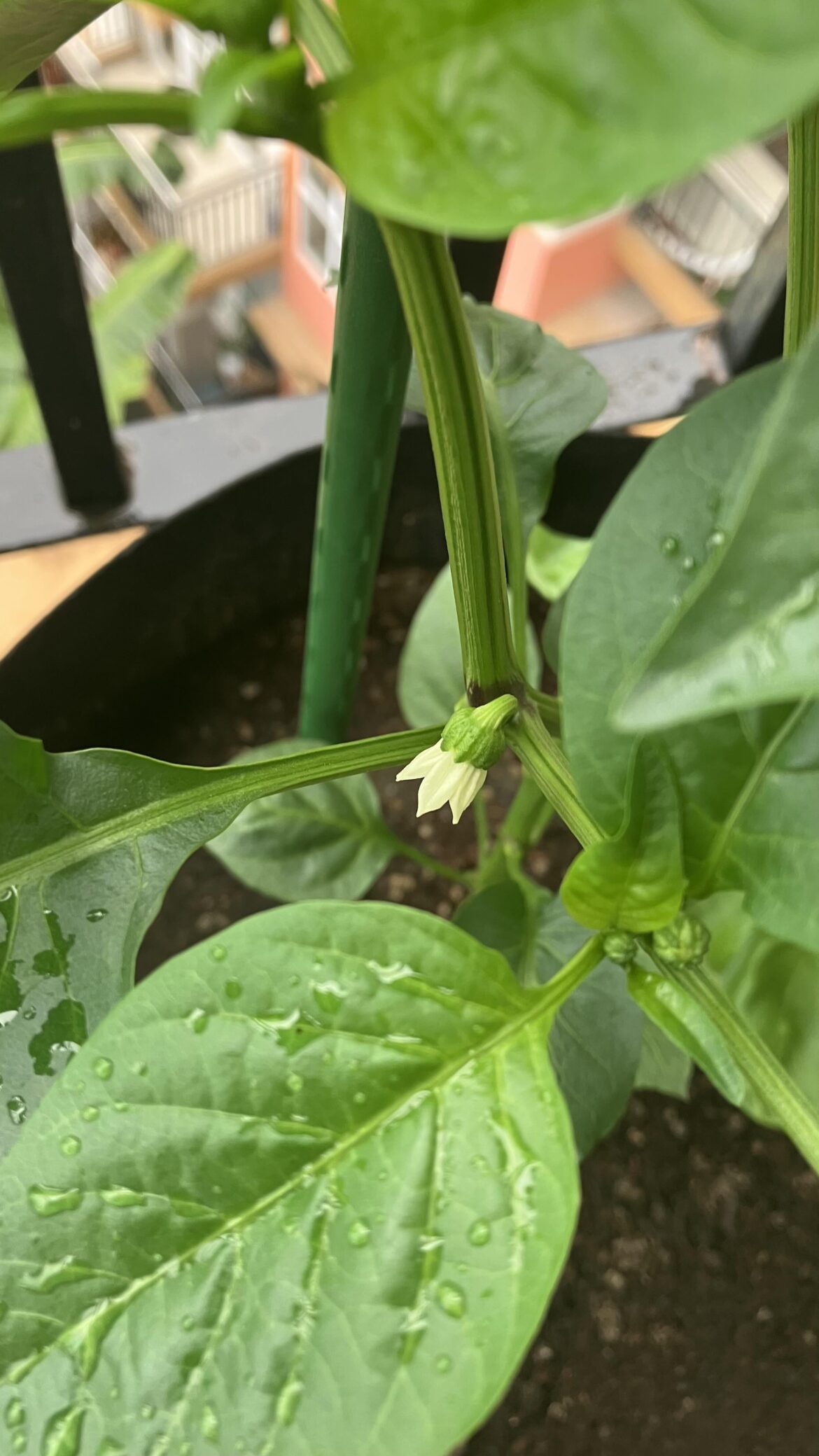 First flower from my first pepper plant