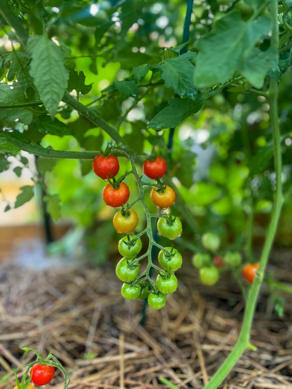 Mother natures art 🎨