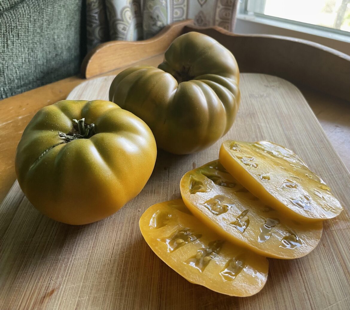 First time growing these Uluru Ochre tomatoes! They are so neat-looking!