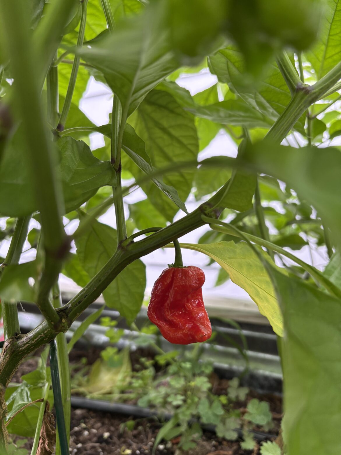 Question, when is ideal to pick my reapers?